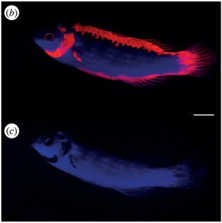Illustration for article titled Amazing Reef Fish Glow in the Dark But Remain Invisible to Predators